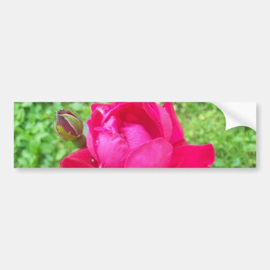 Roos in Bloom Bumpersticker (Voorkant)