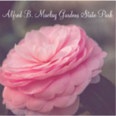 Roos in Bloom Sticker (Voorkant)