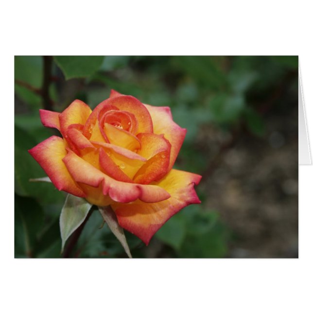 Roos in de tuin (Voorkant Horizontaal)