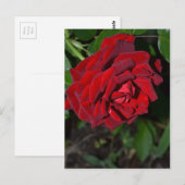Roos in Deep Red Briefkaart (Voorkant / Achterkant)