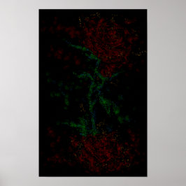Roos in het donker poster