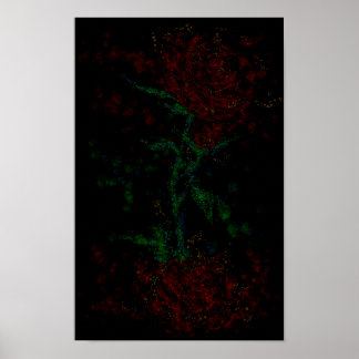 Roos in het donker poster