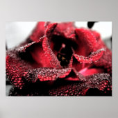 Roos in Poster/afdruk van Bloom Poster (Voorkant)