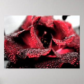 Roos in Poster/afdruk van Bloom Poster