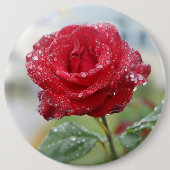 Roos in regendruppels ronde button 6,0 cm (Voorkant)