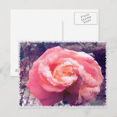 roos in sneeuw. briefkaart (Voorkant / Achterkant)