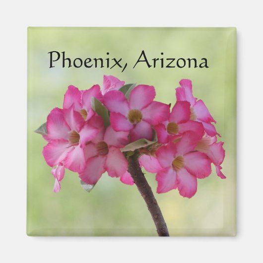 Roos in woestijn in roze Phoenix, AZ Magneet (Voorkant)