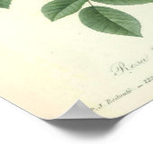 Roos Indica door Redoute Poster (Hoek)