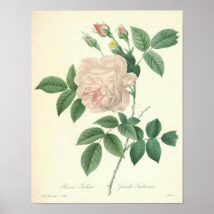 Roos Indica door Redoute Poster