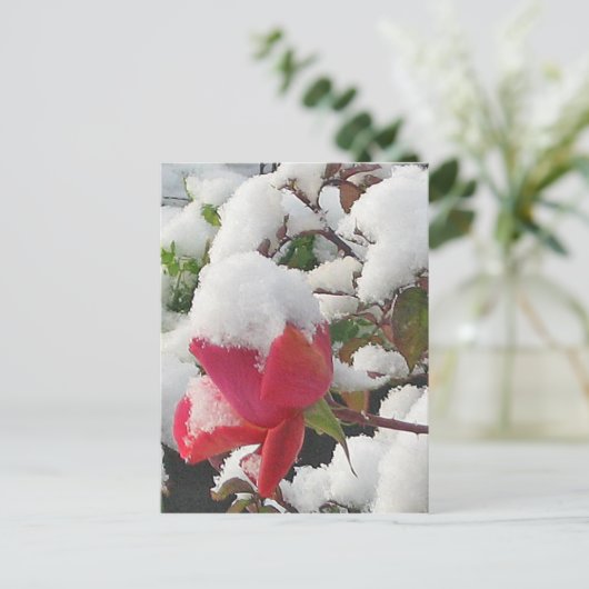 Roos januari 2012 Briefkaart (Staand voorkant)