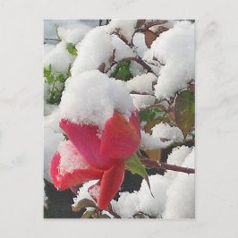 Roos januari 2012 Briefkaart