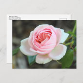 Roos "Joie de Vivre", Roath Park, Cardiff Briefkaart (Voorkant / Achterkant)