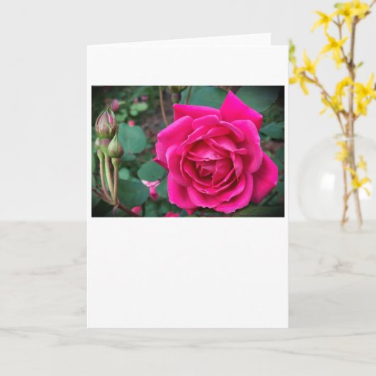 Roos, kaart (Gele Bloem)