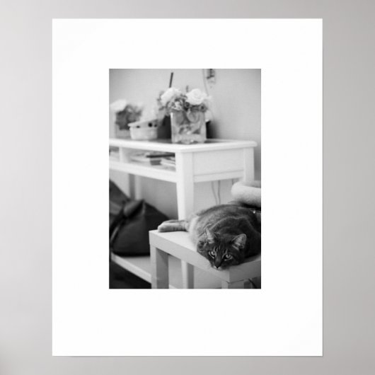 Roos Kat Poster (Voorkant)