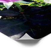 Roos lavender poster (Hoek)