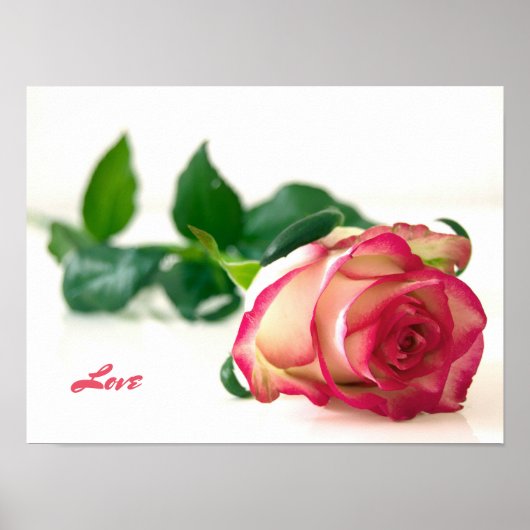 Roos (liefde) Value Poster Paper (Matte) (Voorkant)