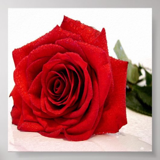 Roos Love Canvas afdrukken Poster (Voorkant)