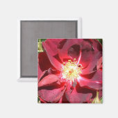 Roos Magneet (Voorkant / Achterkant)