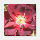 Roos Magneet (Voorkant)