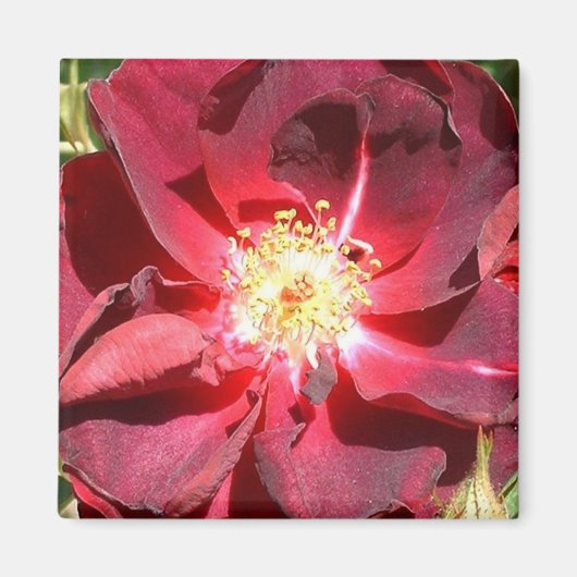 Roos Magneet (Voorkant)