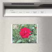 Roos Magneet (Insitu (Vaatwasser))