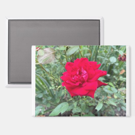Roos Magneet (Voorkant / Achterkant)