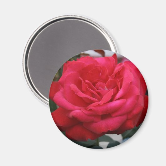 Roos Magnet (Voorkant / Achterkant)