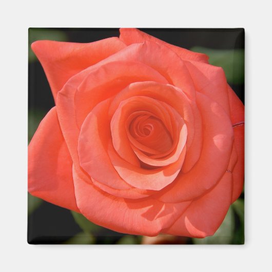 Roos Magnet (Voorkant)