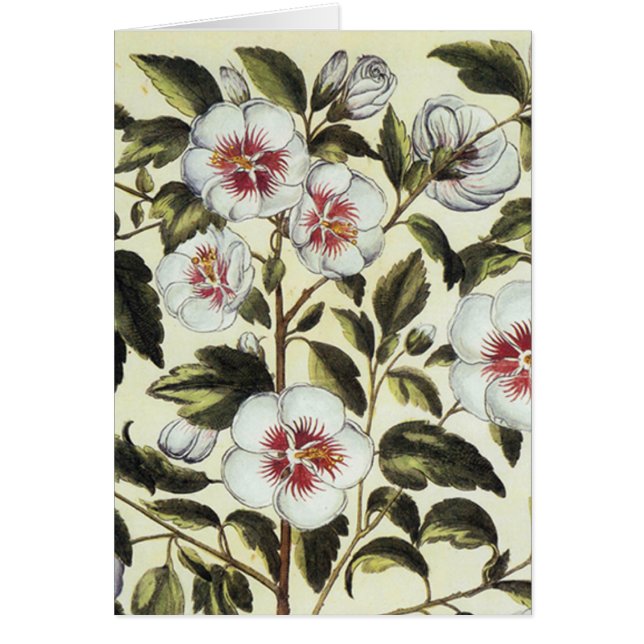 Roos Mallow (Voorkant)