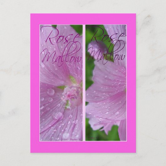 ROOS MALLOW BLADWIJZER BRIEFKAART (Voorkant)