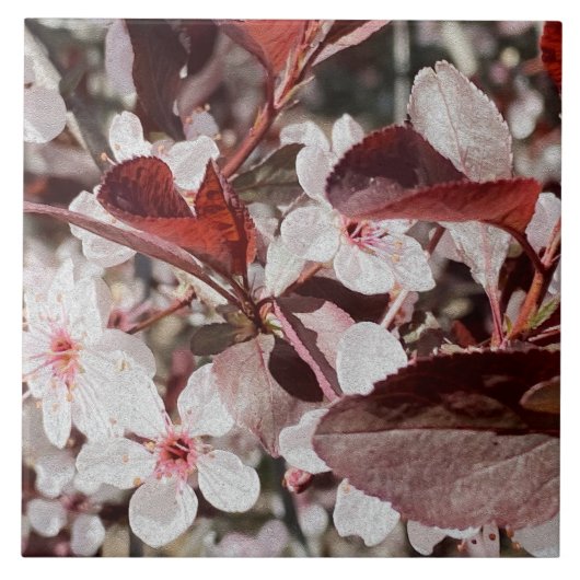 Roos Maroon Flora Keramische Tegel Tegeltje (Voorkant)