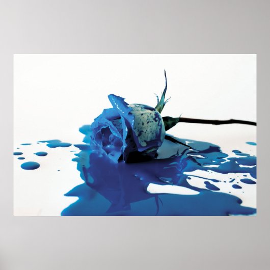 Roos met blauw bloeden poster (Voorkant)