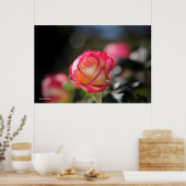 Roos met dubbele helderheid poster (Keuken)