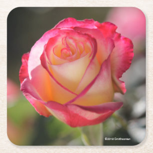 Roos met dubbele vertraging kartonnen onderzetters