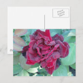 Roos met ochtenddauw briefkaart (Voorkant / Achterkant)