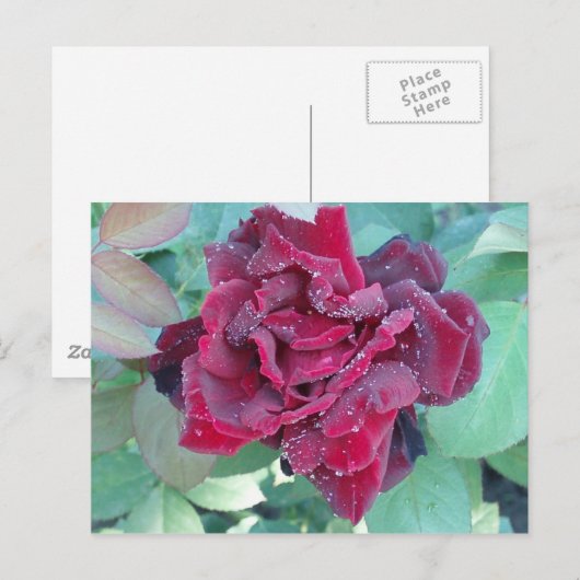 Roos met ochtenddauw briefkaart (Voorkant / Achterkant)