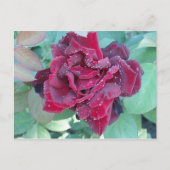 Roos met ochtenddauw briefkaart (Voorkant)