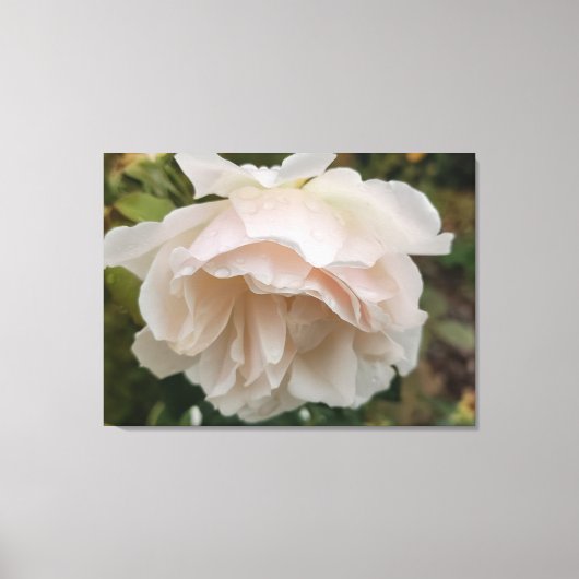 Roos met regendruppels canvas afdruk (Voorkant)