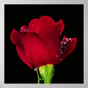 Roos met rode bruiloft poster