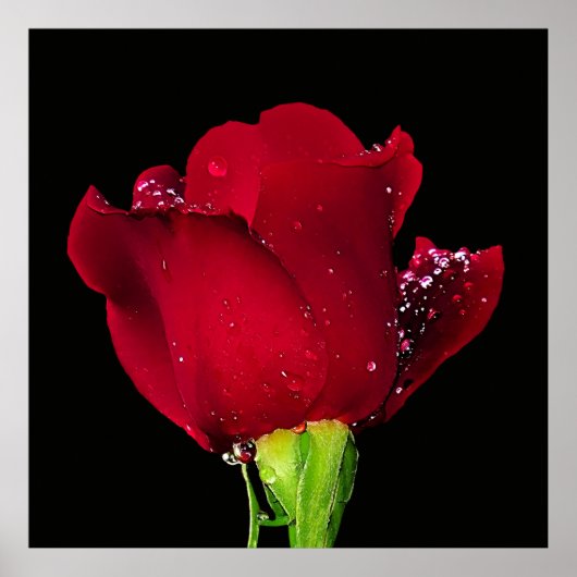 Roos met rode bruiloft poster (Voorkant)