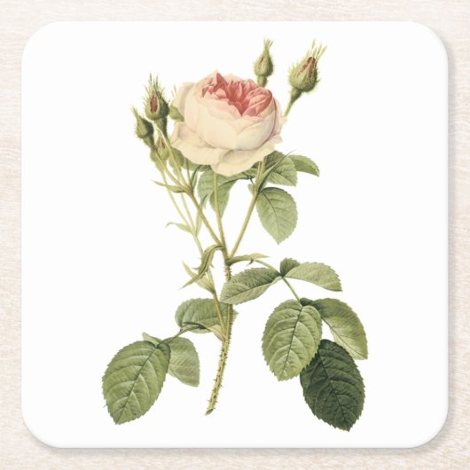 roos met twee maten door Redouté Kartonnen Onderzetters (Voorkant)
