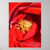 roos mf poster (Voorkant)