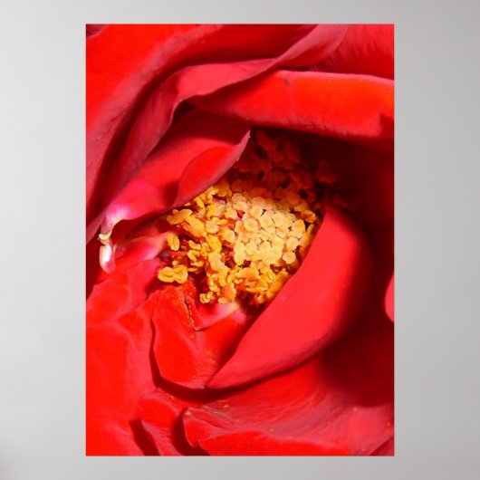 roos mf poster (Voorkant)