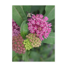 Roos Milkweed Briefkaart
