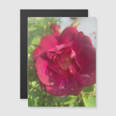 Roos na regenmagneet (Voorkant / Achterkant)