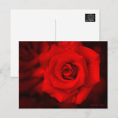 Roos Osaka:Briefkaart Briefkaart (Voorkant / Achterkant)