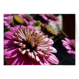 Roos Paarse African Daisy Close-up Foto