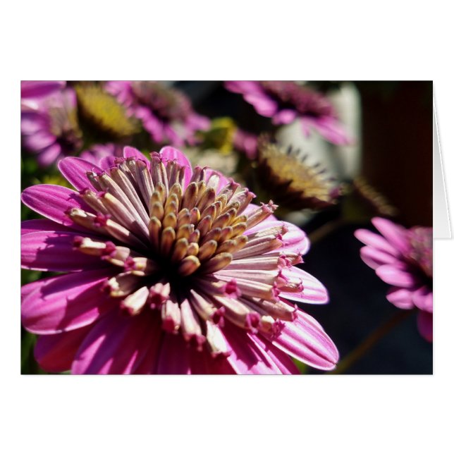 Roos Paarse African Daisy Close-up Foto (Voorkant Horizontaal)