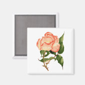 roos perzik waterverf 2 Inch Square Magnet (Voorkant / Achterkant)