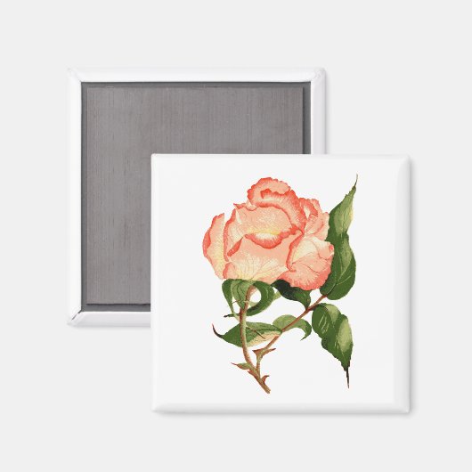 roos perzik waterverf 2 Inch Square Magnet (Voorkant / Achterkant)